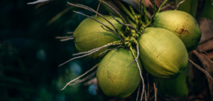 Coconut Water